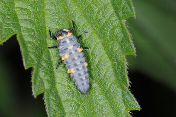 Marienkäfer, Siebenpunkt-Marienkäfer, Coccinella septempunctata