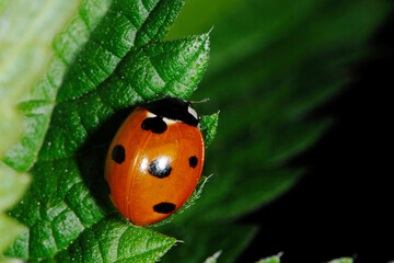Marienkäfer, Siebenpunkt-Marienkäfer, Coccinella septempunctata