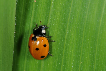 Marienkäfer, Siebenpunkt-Marienkäfer, Coccinella septempunctata