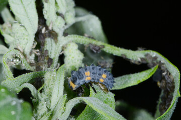 Marienkäfer, Siebenpunkt-Marienkäfer, Coccinella septempunctata