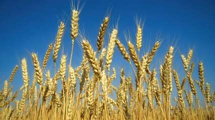 Fototapeta premium A low-angle shot of grain stalks waving against the backdrop of a clear blue sky, emphasizing their tall, elegant stature