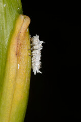 Australischer Marienkäfer, Cryptolaemus montrouzieri