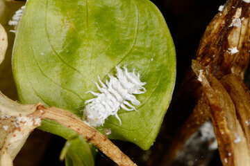 Australischer Marienkäfer, Cryptolaemus montrouzieri