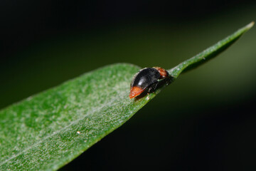Australischer Marienkäfer, Cryptolaemus montrouzieri