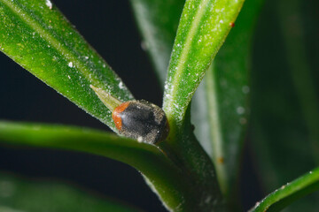 Australischer Marienkäfer, Cryptolaemus montrouzieri