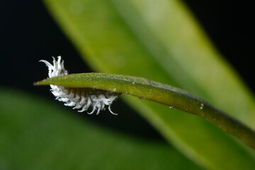 Australische Marienkäfer, Cryptolaemus montrouzieri