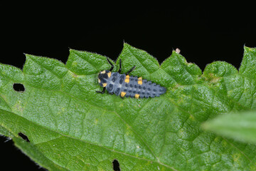 Marienkäfer, Siebenpunkt-Marienkäfer, Coccinella septempunctata