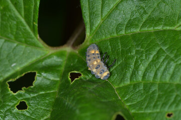 Marienkäfer, Siebenpunkt-Marienkäfer, Coccinella septempunctata