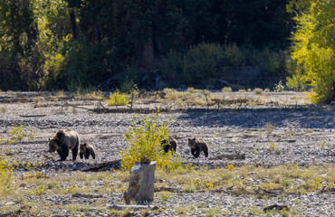 Grizzly Bear Sow and Cubs in Atuumn in Grand Teton National Park Wyoming