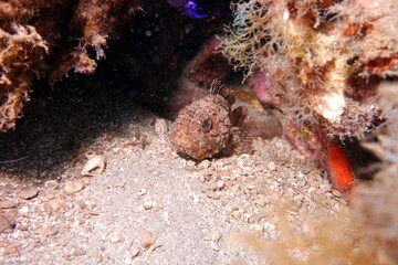 Stonefish in in the Atlantic Ocean – Tenerife
