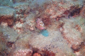 Grouper Fish in the Atlantic Ocean – Tenerife