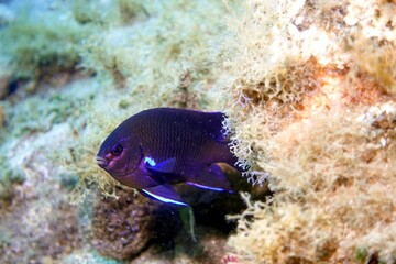 Black neon fish in the Atlantic Ocean – Tenerife