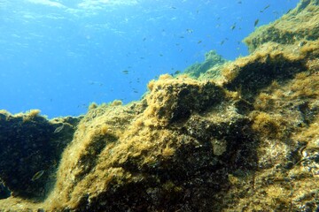 Underwater World in the Atlantic Ocean – Tenerife