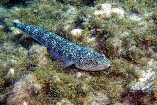 Lizardfish in the Atlantic Ocean &ndash; Tenerife