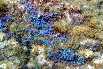Underwater World in the Atlantic Ocean – Tenerife