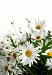 daisies on white background