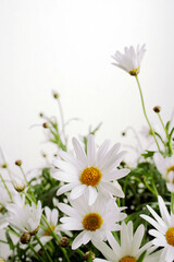 white daisies on white background