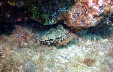 Clam in the Atlantic Ocean – Tenerife.......