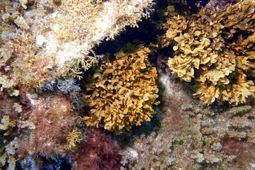 Underwater World in the Atlantic Ocean – Tenerife