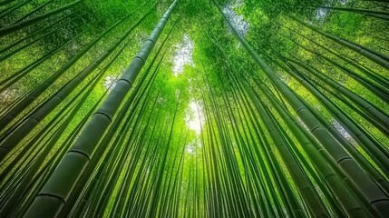 Fototapeta premium Lush Green Bamboo Forest Canopy Viewed From Below