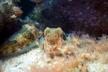 Octopus / Sepia in in the Atlantic Ocean – Tenerife