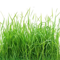 Fototapeta premium Lush Green Grass Background for Natural and Fresh Designs