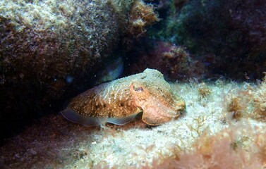 Octopus / Sepia in in the Atlantic Ocean – Tenerife