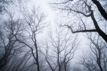 Black silhouettes of trees in a foggy gloomy forest. Tall beech trees with thin trunks in a winter forest. Misty park with fallen leaves and ancient trees. Black-and-white nature background.