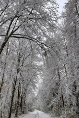 Snow in the forest 