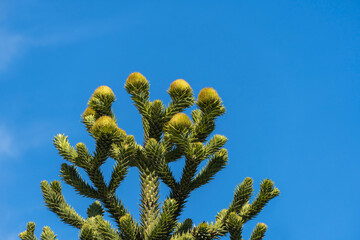 Close-up of Araucaria araucana, monkey puzzle tree, monkey tail tree, or Chilean pine. Araucaria in...
