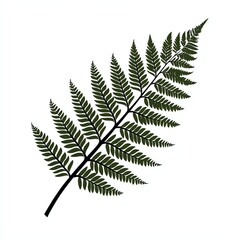 Naklejka premium A green fern leaf with intricate, symmetrical fronds, showcasing its natural beauty and delicate structure.