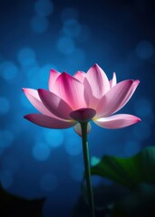 bokeh blue of  Pink lotus flower on blue background  abstract bokeh light background bright 