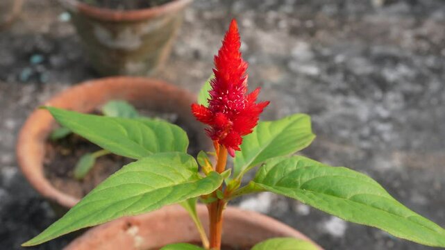 Celosia Argentea Colorful Grass Flowers Plantation in a pot