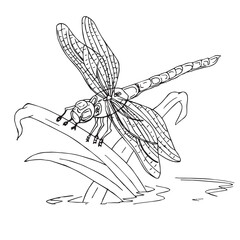 Cute cartoon hand drawn vector dragon fly coloring page.