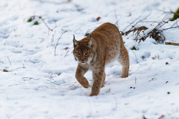 Luchs © Herbert