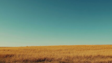Fototapeta premium Golden Wheat Field Under a Clear Blue Sky