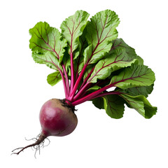 Healthy fresh beetroot with green leaves and deep red skin isolated on a transparent background