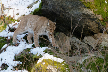 Luchs