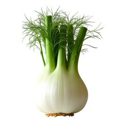 Fresh fennel bulb with green fronds and crisp white base isolated on a transparent background