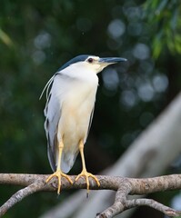 Black-crowned night heron , Nycticorax. Yala National Park Sri Lanka