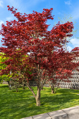 Fototapeta premium Stylized Japanese courtyard in city park 