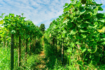 green rows of plantation farmland with young plant growth. farm landscape of agricultural countryside