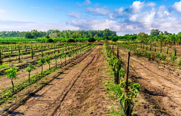 spring season green landscape of green garden field and meadow in a hill countryside with young trees and beautiful sunset sky on background