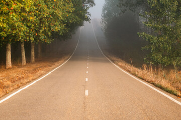 Road in the morning mist on the Camino de Santiago.