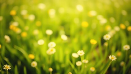 Fototapeta premium A dreamy, sun-kissed field of delicate white flowers, their beauty blurred by the warm glow of summer light.
