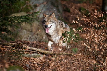 Wolf