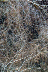 A dense web of interwoven tree branches creates an abstract and visually captivating composition. The intricate lines and curves stand out dramatically against the dark background