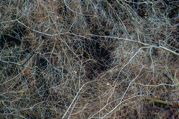 An intricate network of barren tree branches fills the frame, creating a complex and mesmerizing pattern against a dark background. This abstract view highlights the natural beauty and symmetry 