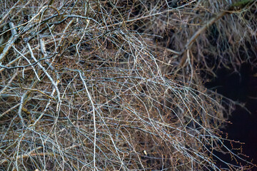 A detailed view of thin tree branches interwoven against a dark background, highlighting the delicate structure of nature. The image emphasizes the intricate patterns and textures of the branches.

