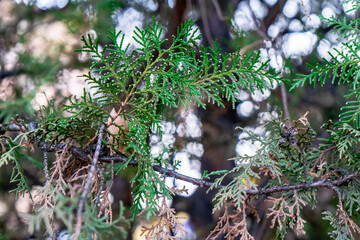 Lush green coniferous branches adorned with intricate patterns of needles stand out against a softly blurred background. The mix of green hues and some dried brown foliage highlights the transition